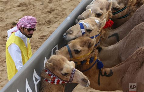 Big Money Camels Gallop To Victory Outside Of Dubai — Ap Images Spotlight