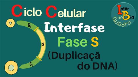 Ciclo Celular InterFase Fase S Duplicação do DNA YouTube