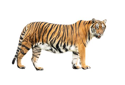 Bengal Tiger Isolated On White Background Stock Photo
