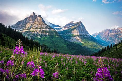 Wildflowers Of Glacier National Park Montana Best Flower Site