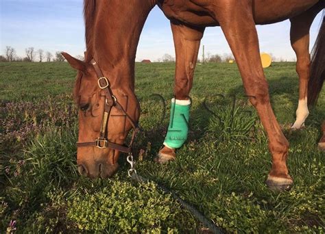 Injuries Theyre Not Just For Racehorses Sport Horse Horse Racing