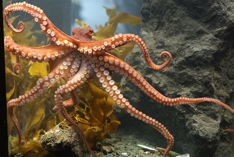 Hd Wallpaper Ocean Octopus Sea Sealife Underwater Wallpaper Flare