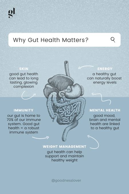 Why Gut Health Matters — York Counselling Practice