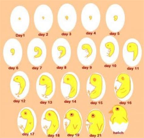 Life Cycle Of A Chicken Guide On Stages Of Chicken Growth The Best Porn Website