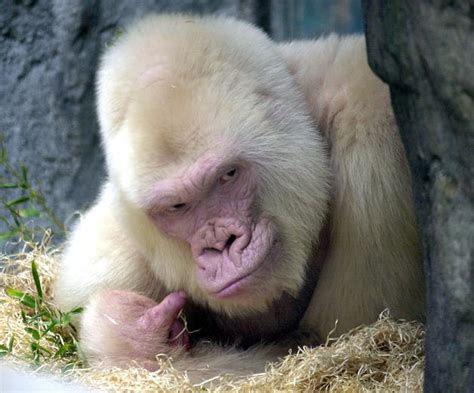 Amazing Animals Pictures Remembering Snowflake The Only Albino