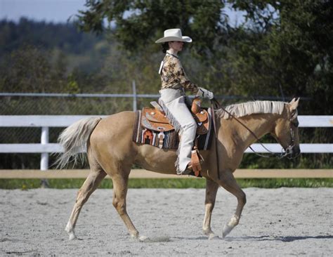 The Basics Of Showing In Western Pleasure Horse Journals