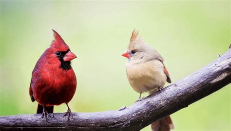 Do Cardinals Mate For Life Bird Sphere