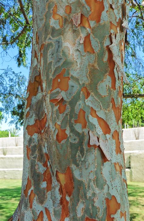 Tricolored Elm Bark Bonsai Nut
