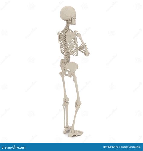 Medical Accurate Male Skeleton Standing Pose On White 3d Illustration