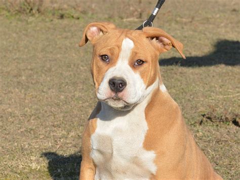 Molly Bloom American Staffordshire Terrier Puppy For