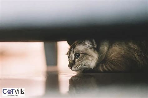 Cat Hiding Under Bed 6 Reasons Why And How To Stop Them
