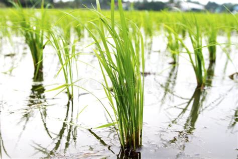 Rice Stump In The Rice Field Dry Season Bright Sunlight Good Weather