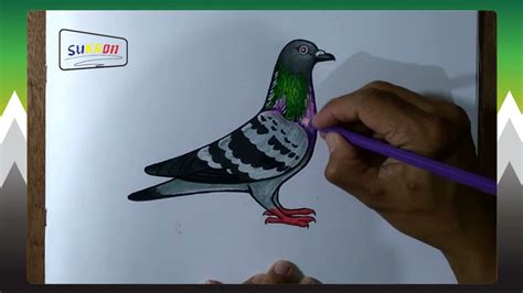 Cara Menggambar Burung Merpati Youtube