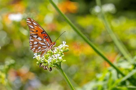 Gulf Fritillary Butterfly Stock Photo Image Of Gardens 148192202