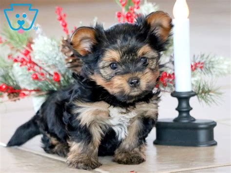 To learn more about each adoptable dog, click on the i icon for some fast facts or click on their name. Clyde | Morkie Puppy For Sale | Keystone Puppies