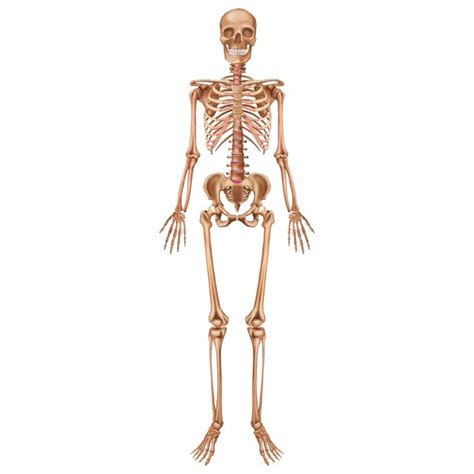 A 3d Illustration Of The Human Skeletal System Over 16224 Royalty