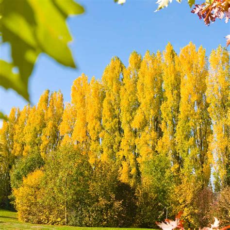 Lombardy Poplar Trees For Sale