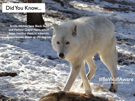 Fun Wolf Facts By The Colorado Wolf And Wildlife Center Wolven