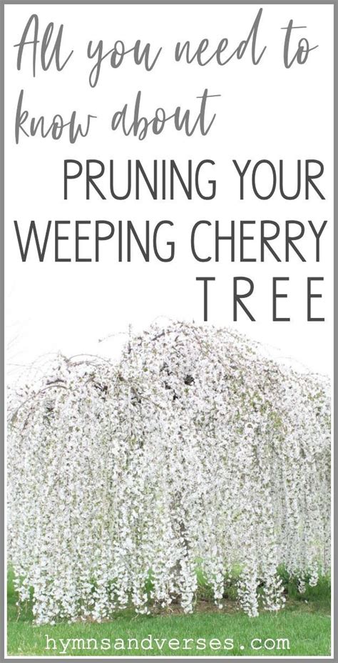 Prune Weeping Cherry Tree Tips Artofit