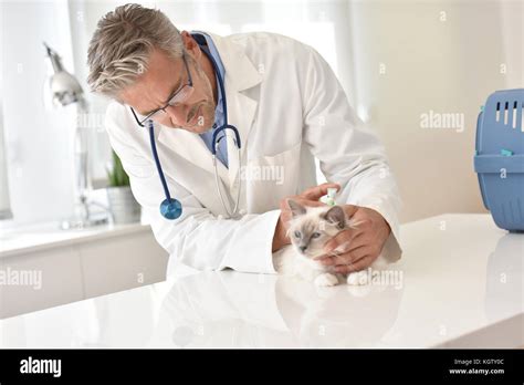 Veterinary Examining Cat In Clinic Stock Photo Alamy