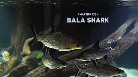 Bala Sharks For Year What I Learned Youtube