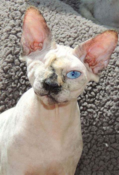 Pin By Leslie Cully On Nellie Bean The Sphynx Cat Purebred Cats