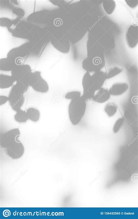 Gray Shadow Of The Leaves On A White Wall Stock Image Image Of