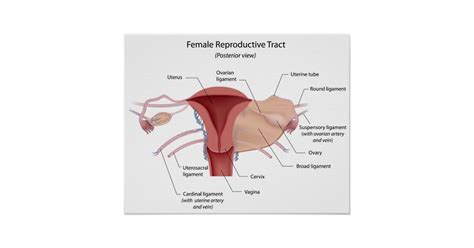 Female reproductive organs undergo substantial structural and functional changes every month. Female reproductive system labeled diagram poster | Zazzle