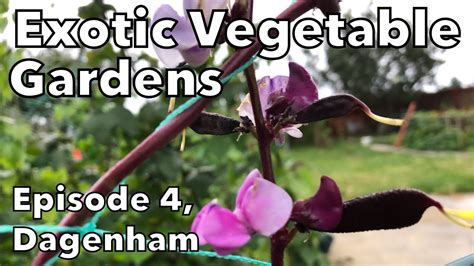 Ep04 Exotic Vegetable Gardens In London Shokher Bagan Youtube