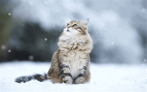 Cold Cat  Find And Share On Giphy