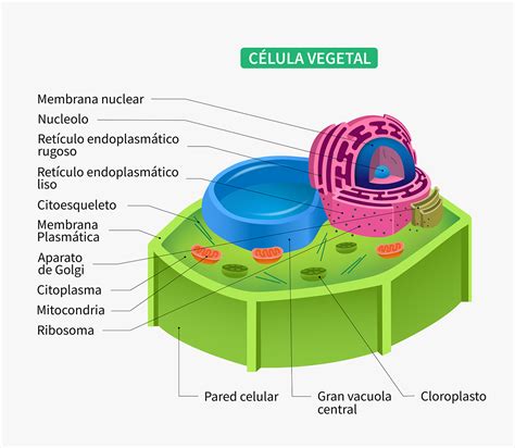 La Celula La Celula Vegetal Y Sus Partes Hot Sex Picture