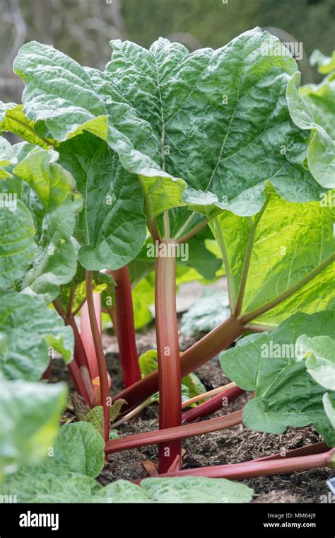 Rhubarb Fultons Strawberry Surprise Hi Res Stock Photography And Images