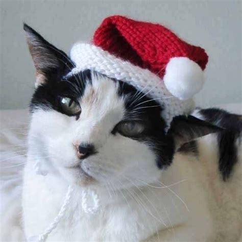 Catsparella Cozy Cat Hats By Xmoonbloom