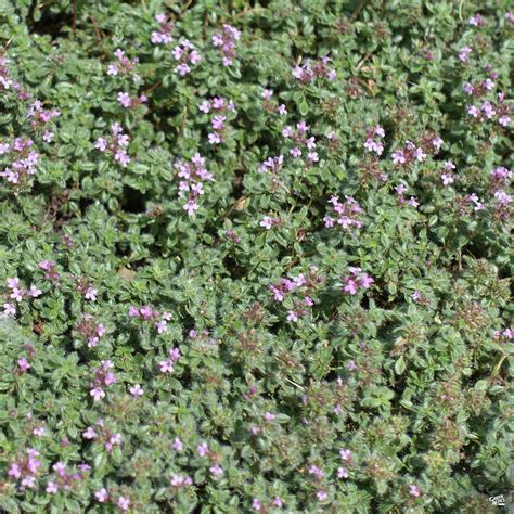 Creeping Thyme Pink — Green Acres Nursery And Supply
