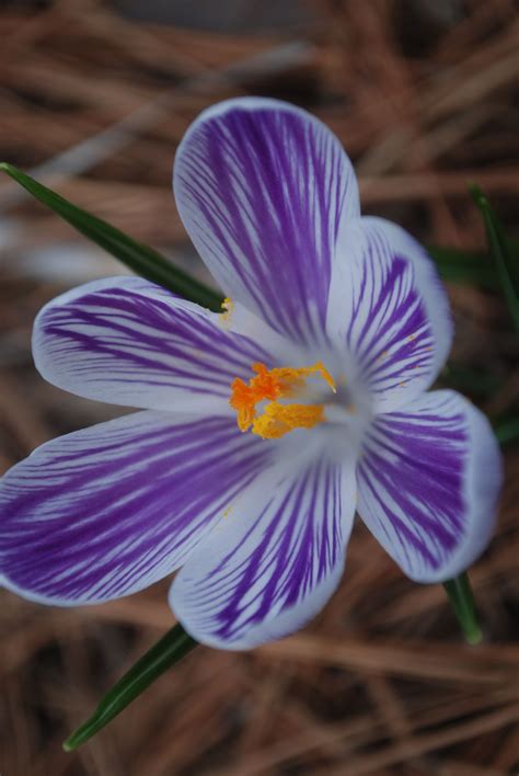 One hint that a flower or shrub cultivar may have white flowers is when the botanical or common names include words like alba, snow, or snowball. Lake Claiborne State Park | Narcissus flower, Purple ...