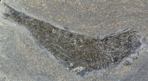45 Permian Fossil Fish Palaeoniscus England 49917 For Sale