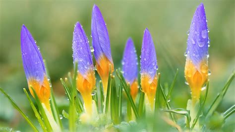 Purple Crocus Flowers With Water Drops Spring Background Hd Spring