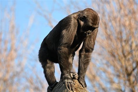 Chimpanzee Zoo Monkey Free Photo On Pixabay Pixabay