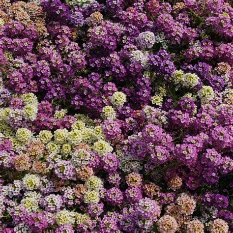 Alyssum plant care pe meri video zaroor dekhe friends is video main pori jaan kari di gyi h hey friends! Alyssum Flower Seeds - Lobularia Mix Seeds