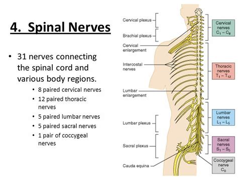 The Back And Neck Are Labeled In This Diagram Which Shows The Location
