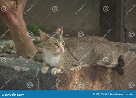 Mi Gato Casero En Mirada Salvaje Imagen De Archivo Imagen De