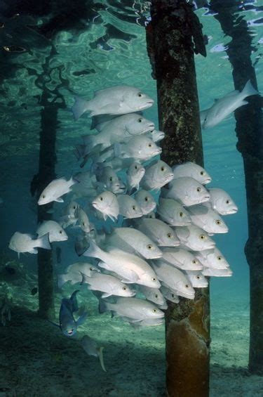 Fish Underwater Amazing Under The Sea Ocean Creatures Salt Water