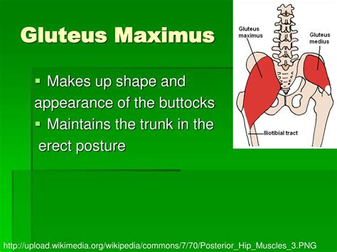 Ppt Major Muscle Groups Powerpoint Presentation Id370352