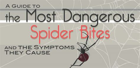 The Most Dangerous Spider Bites And Symptoms They Cause Infographic