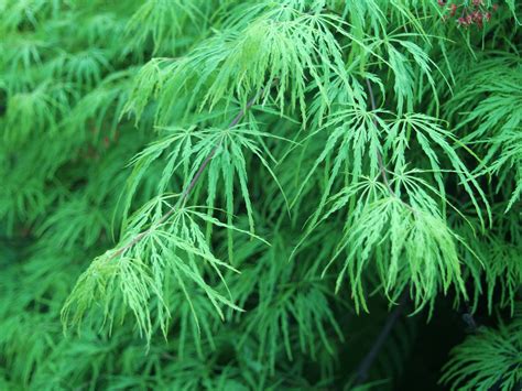 Viridis Is A Green Leafed Dissectum Japanese Maple It Grows With