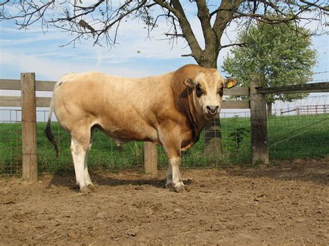 Piedmontese Bull