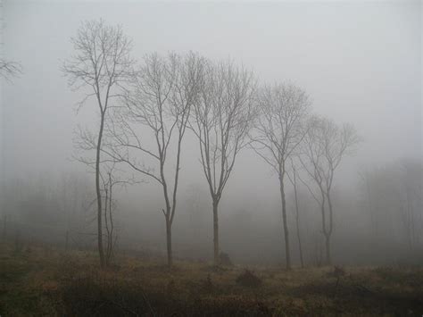 Trees In The Mist Dalton Crags © Alison Rawson Geograph Britain And