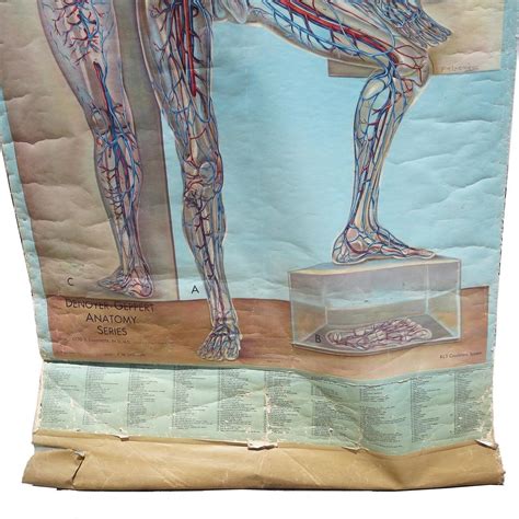 Vintage Circulatory System Health Chart For Sale At 1stdibs
