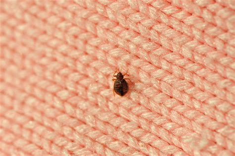 Recognizing Signs Of Bed Bug Infestation Public Magazines