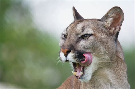Three Mountain Lions Killed After Feeding On Human Remains In Arizona